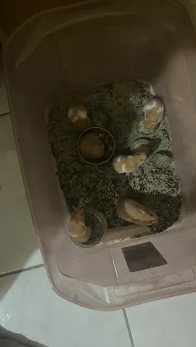 Filhotes de hamster