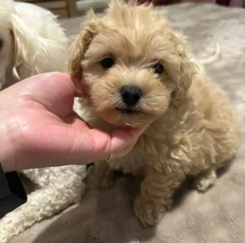 Poodle