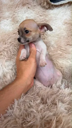 Pinscher fêmea 3 meses zero 