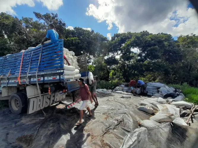 Silagem do capim Brs Capiaçu a pronta entrega 