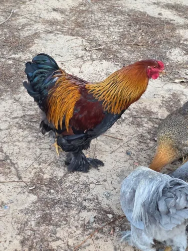 Galo raça  Brahma