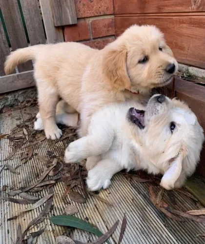 Filhotes de Golden Retriever | Um motivo a mais para sorrir