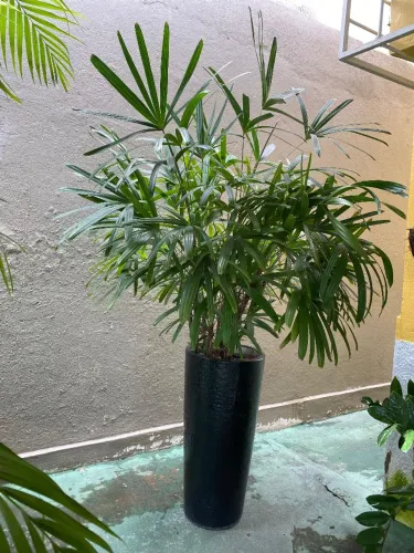 Vendo Palmeira Ráfia Grande