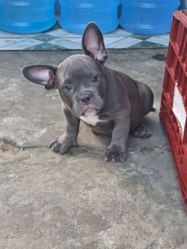 Filhotes American Bully Micro