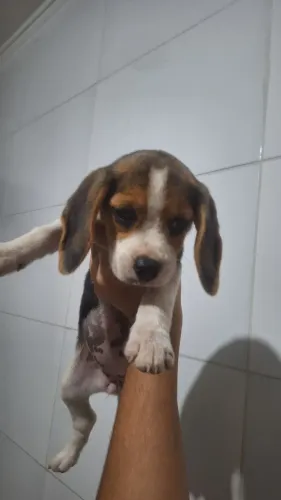 BEAGLE FILHOTE MACHO
