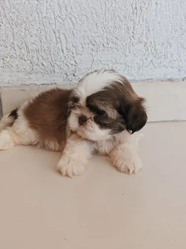 Shihtzu zero focinho com pedigree
