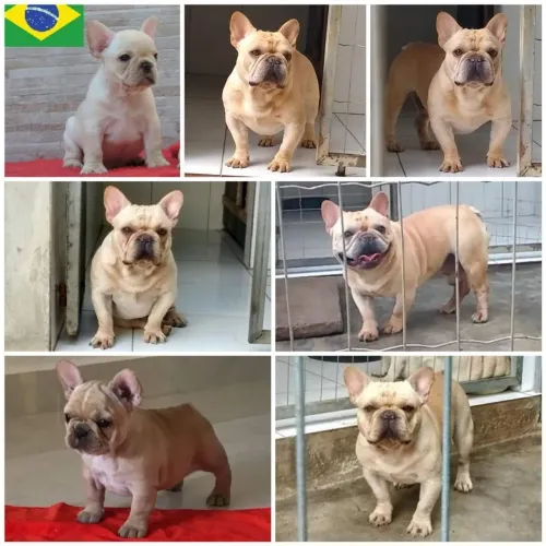 Filhote de Bulldog francês canil