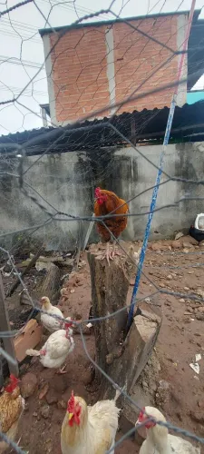 GALINHAS E GALOS