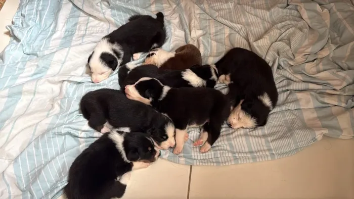 Vendo filhotes de Border Collie