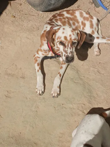 Dalmata pra cruzar quem tem dalmata ai