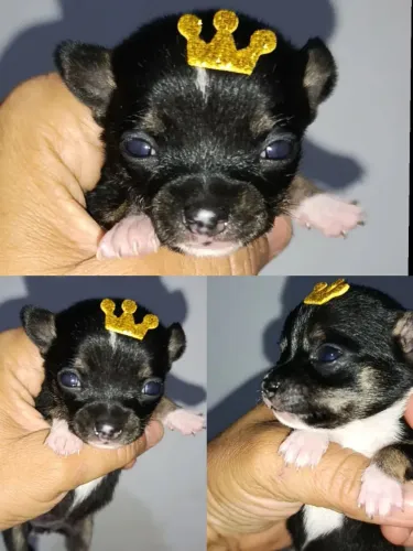Chihuahua bibelô 