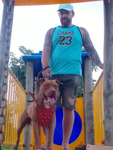Doação Pit Bull macho 