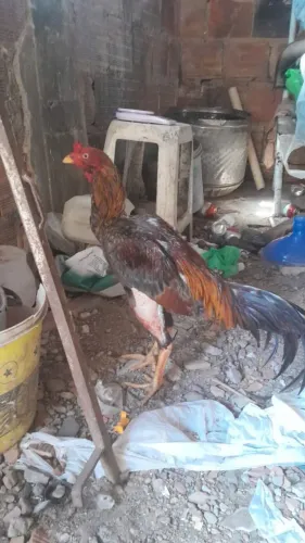 Galo de raça 