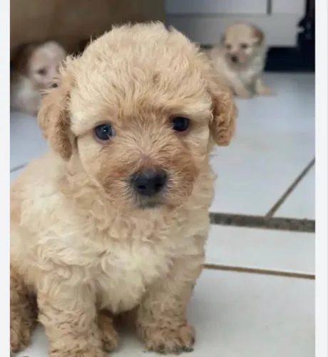 Poodle branco de Porte pequeno