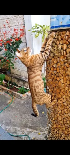 Bengal