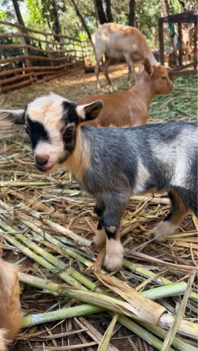 Vende-se mini cabras e mini porcos 