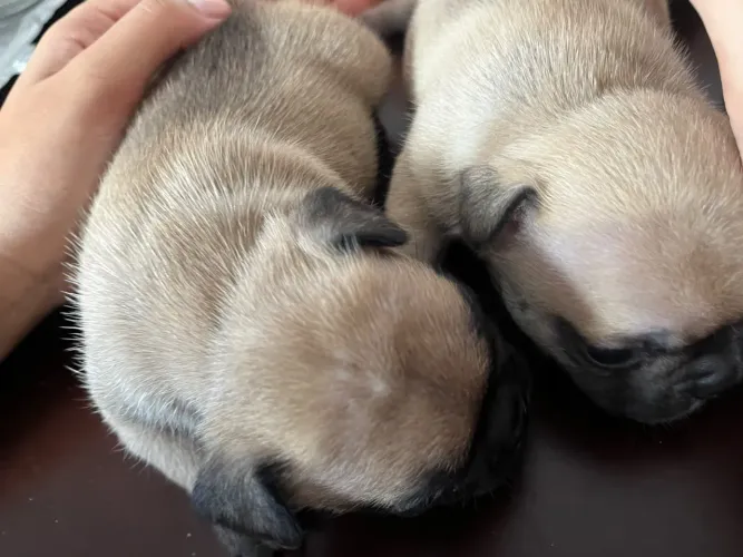 Lindas filhotes de Bulldog Francês 