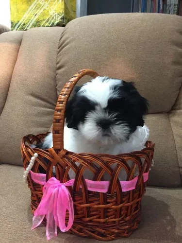 Shih tzu Não perca a chance de ter um companheiro assim