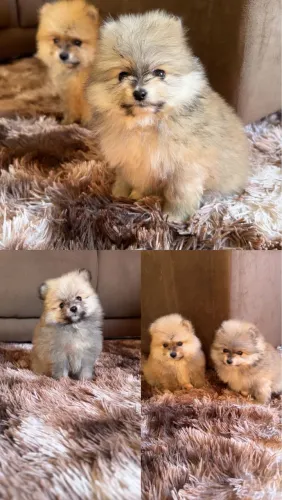 Spitz alemão, temos duas fêmeas e um macho.