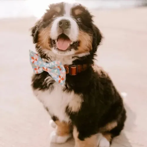 Filhotes de Bernese | Patinhas que deixam marcas de amor.