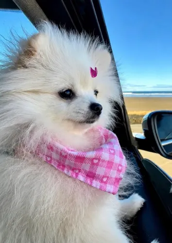 Linda femea lulu da Pomerania 3 mes