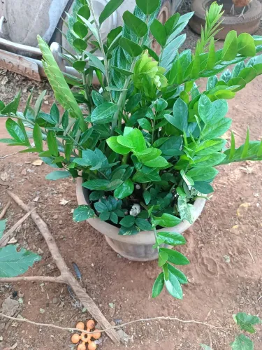 Zameulcuca