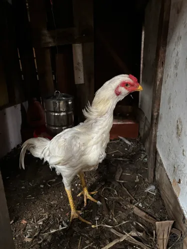 Frango índio branco