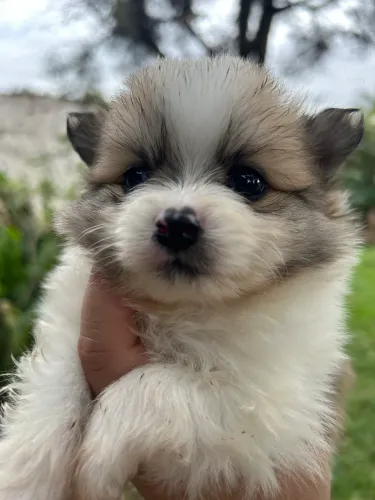Filhotes lindos de Lulu da pomerania