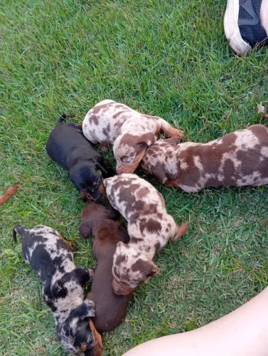 Salsicha , Basset , mofadinho
