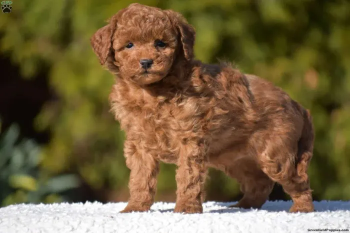 Poodle Toy | Prontos para receber muito amor 