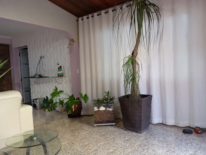 Pata de elefante adulta plantada em lindo vaso desde novinha,, 2m de altura 