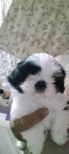 Filhote shih tzu, Seu novo companheiro de aventuras está pronto para te conhecer!