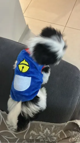 Shitzu