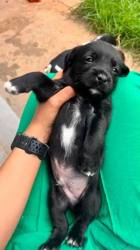 Cachorros machos para adoção