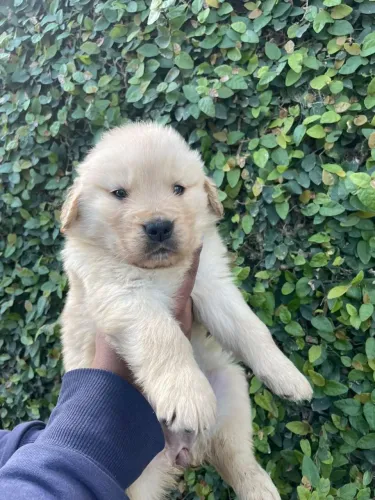 Vendo  filhotes de Goldens 