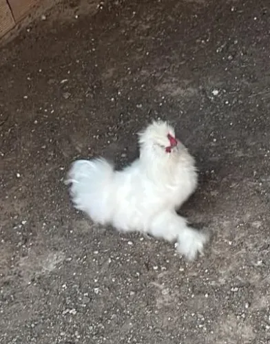 Vendo galo de sedosa do japão