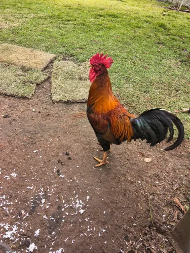Galo caipira adulto
