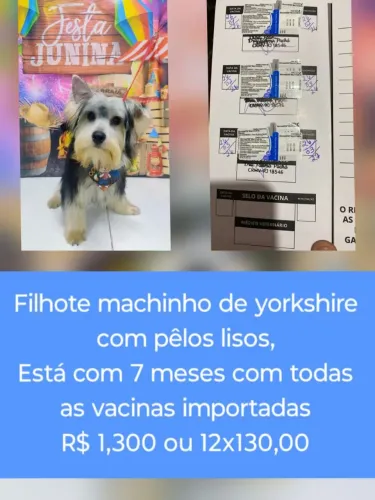 Filhote de yorkshire machinho com 7 meses carteirinha assinada e carimbada 