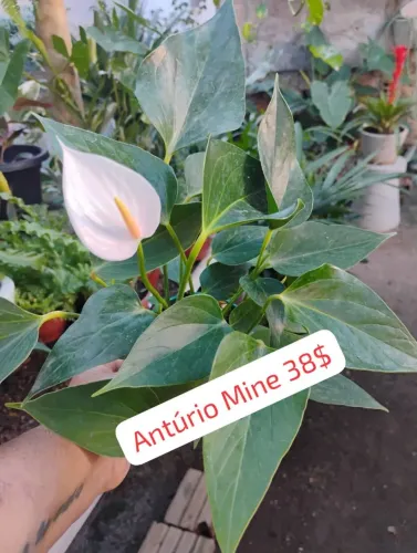 Vasos substrato tudo para jardinagem