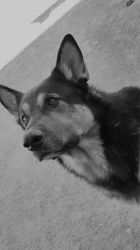 Estou doando cachorro pastor alemão