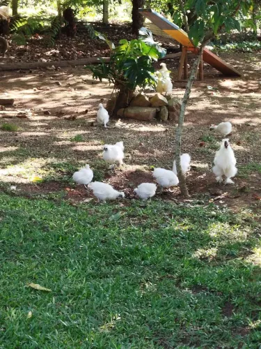 Galinhas Sedosas Silkie