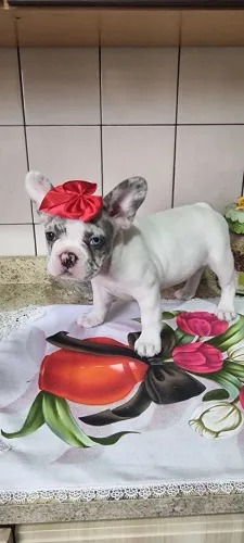 Buldog francês 