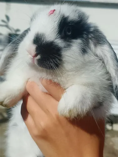 Coelha mini lop