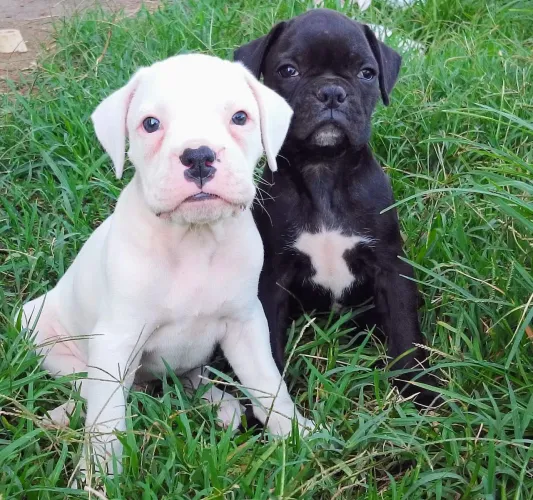 Boxer filhotes