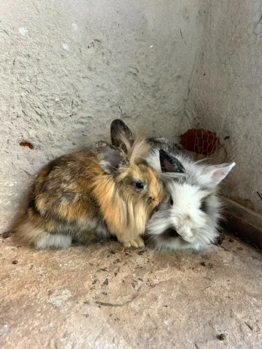 Coelho Mini Lion Head com Mini Lop Uruguaio