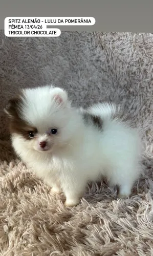 INCRÍVEIS LULU DA POMERÂNIA EXÓTICOS