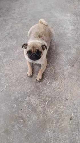 Procuro um pug macho pra formar casal, pode chamar direto no WhatsApp *
