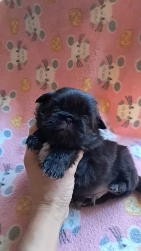 Shitzu preto sólido 