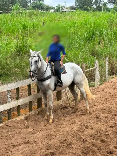 Cavalo Quarto de Milha