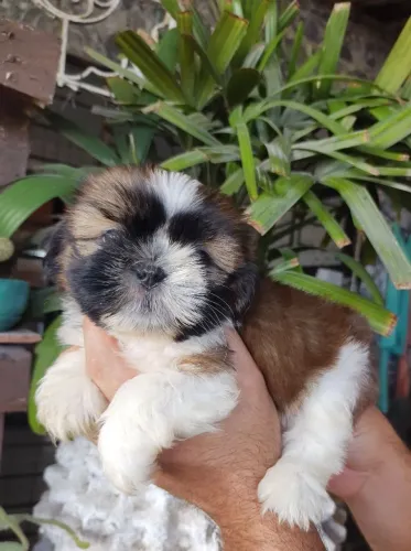 Shitzu Macho PREÇO ESPECIAL